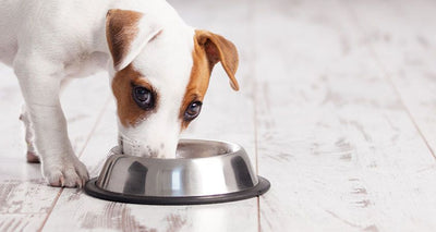 Proper and Precise Feeding is the Key for a Healthy Hound